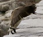 Beautiful Movement Of A Canada Goose Stock Photo