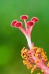 Red Carpel Of The Hibiscus Flowers Stock Photo