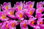 Pink Toothbrush Orchid Flower Stock Photo