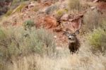 Deer In Forest Stock Photo