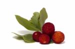 Strawberry Tree (arbutus Unedo) Fruit Stock Photo