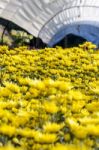 Inside Greenhouse Of Yellow Chrysanthemum Flowers Farms Stock Photo