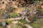 Common Reed Bunting (emberiza Schoeniclus) Stock Photo