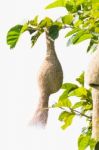 Baya Weaver Bird Nest Stock Photo