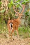 Male Sika Deer Stock Photo