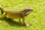 Iguanas At The Iguana Park In Downtown Of Guayaquil, Ecuador Stock Photo