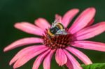 Bee On An Echinacea Stock Photo