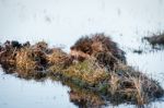 Raccoon Dog On A Hummock On A Swamp Stock Photo