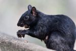 Isolated Picture With A Funny Squirrel Eating Nuts Stock Photo