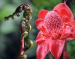 Closeup Of Plant From  Jungle Torch Ginger, Phaeomeria Magnifica Stock Photo