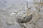 Horseshoe Crab Stock Photo