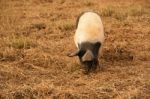 Pig On The Farm Stock Photo