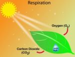 Respiration Stock Photo