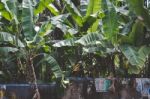 Banana Trees Growing Behind A Stone Wall Stock Photo