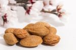 Almond Tree Branch And Almonds Stock Photo