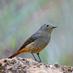 Female Blue-fronted Redstart Stock Photo