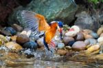 Blue-eared Kingfisher (male) Stock Photo