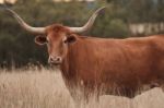 Longhorn Cow In The Paddock Stock Photo