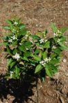 Orange Tree (before Having Orange Fruits) Stock Photo