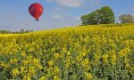 Hot Air Balloon Over Flowering Crops Stock Photo