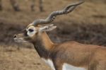 Blackbuck Deer Stock Photo