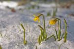 Daffodil Blooming Through The Snow Stock Photo