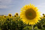 Sunflower Stock Photo