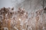 Snow And Frost On Cane On A Frozen River. Overcast Snowy Weather Stock Photo