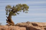 Lone Tree Stock Photo