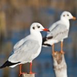 Seagull On Old Wooden Pillar Stock Photo