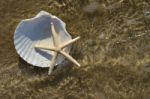 Scallop Shell And Starfish Stock Photo