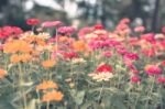 Colorful Flowers For Background Stock Photo