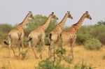 Giraffe - African Wildlife Background - Lined Up Patterns Stock Photo