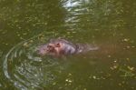 Hippopotamus Swimming In Water Stock Photo