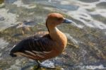 Fulvous Whistling Duck (dendrocygna Bicolor) Stock Photo