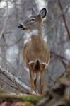 Beautiful Picture With A Deer Stock Photo