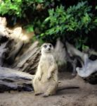 Portrait Of Meerkat Stock Photo