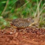 Male Barred Buttonquail Stock Photo