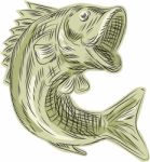 Largemouth Bass Fish Etching Stock Photo