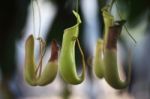 Tropical Pitcher Plant Stock Photo