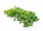 Coriander On White Background Stock Photo