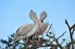 Pelicans On Tree Stock Photo