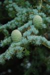 New Pine Cones Stock Photo