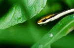 Snake In Green Nature Stock Photo