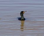 The Cormorant Stock Photo