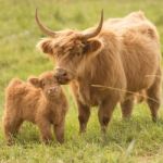 Country Cows Stock Photo