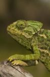 Cute Green Chameleon Stock Photo