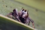 Grey Jumping Spider Stock Photo