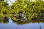 Autumn Scenery Near A Lake With Yellow Leaves On  Trees In Fall Stock Photo