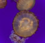 Image Of A Beautiful Deadly Jellyfish Swimming Stock Photo